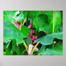 Search for tropical plants posters Florida