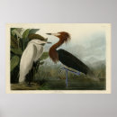 Search for reddish posters Bird