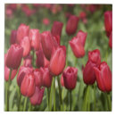 Search for holland tiles Red