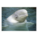 Search for beluga whale art Marine