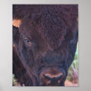 Search for digital bison art Photography