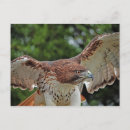 Search for red tails postcards Raptor