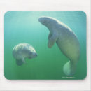 Search for florida mouse mats Wildlife