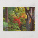 Search for rob postcards Autumn
