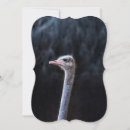 Search for ostrich cards Fun