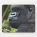 Search for silverback gorilla electronics Lowland