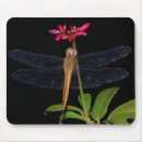Search for dragon fly mouse mats Nature