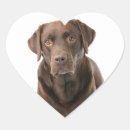 Search for chocolate lab puppy stickers Brown