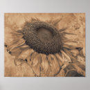 Search for sepia art Sunflower