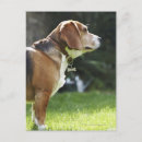 Search for back view postcards Animal