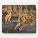 Search for lion mouse mats Panthera leo