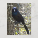 Search for common vertical postcards Bird