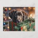 Search for cute chocolate lab puppy postcards Puppies