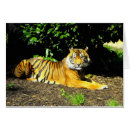 Search for sumatran cards Wildlife