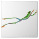 Search for jumping tiles Amphibian