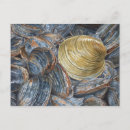 Search for clam postcards Seafood