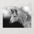 Search for foal postcards Beautiful