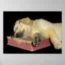 Search for dog napping posters Sleeping