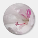 Search for geranium magnets Pretty