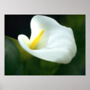 Search for funeral flower posters White flowers