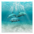 Search for dolphin posters Bottlenose