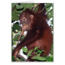Search for bornean Wildlife