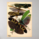 Search for seguy Insects