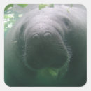 Search for manatee stickers Endangered