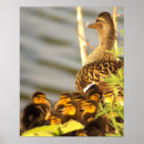 Search for ducklings posters Ducks