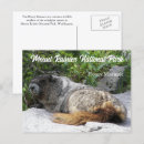Search for marmot postcards Travel