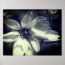 Search for black and white bee art Photography