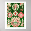 Search for cnidaria posters Scyphozoa