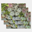 Search for succulent wrapping paper Cacti