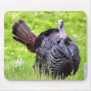 Search for wild turkey electronics Wildlife