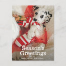 Search for dalmation puppy postcards Photography