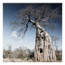Search for baobab trees posters Africa