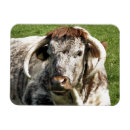 Search for english magnets Cow