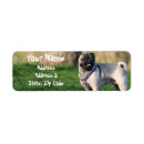 Search for pugs return address labels Puppies
