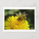 Search for work animal postcards Photography