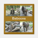 Search for baboon magnets Animals