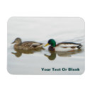 Search for mallards magnets Nature