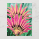 Search for pink petals postcards Nature