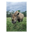 Search for diceros Wildlife