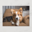 Search for cute corgi postcards Queen elizabeth's