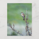 Search for passerina postcards Wildlife