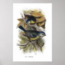 Search for titmouse posters Ornithology