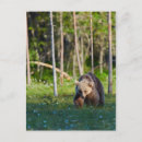 Search for bear postcards Grizzly