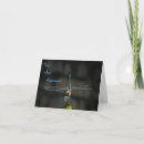 Search for insects photo cards Wildlife