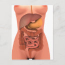 Search for stomach postcards Internal organs