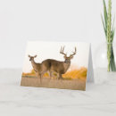 Search for buck and doe cards Antlers